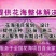 蛇目菊种子种子工程花海道路小区庭院美化阳台种植蛇目菊