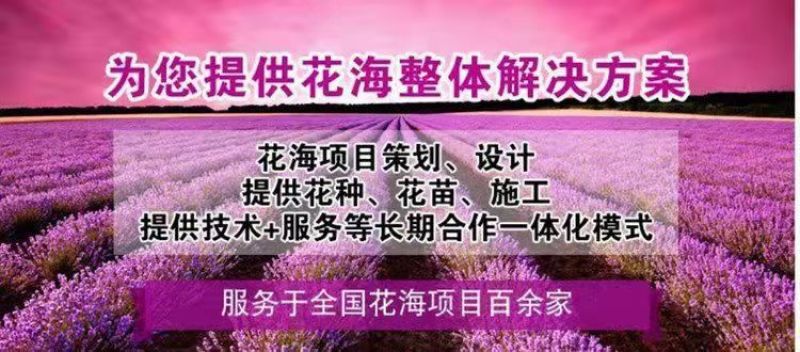 蛇目菊种子种子工程花海道路小区庭院美化阳台种植蛇目菊