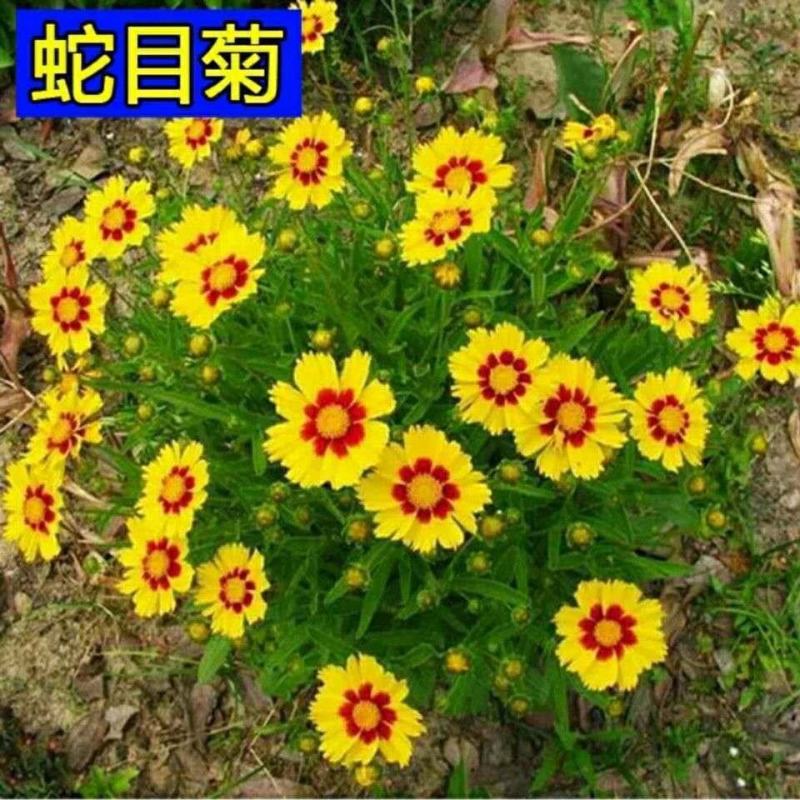 蛇目菊种子种子工程花海道路小区庭院美化阳台种植蛇目菊