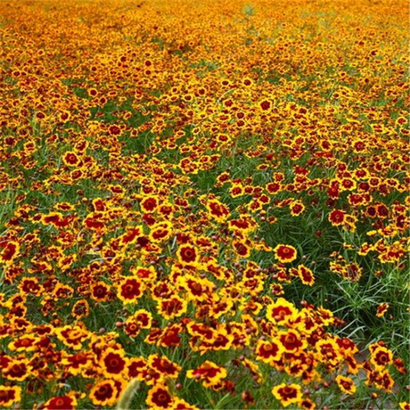 蛇目菊种子种子工程花海道路小区庭院美化阳台种植蛇目菊