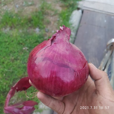 紫皮二红洋葱种13721971605