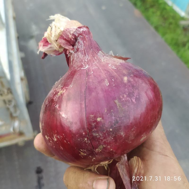 紫皮二红洋葱种13721971605