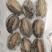 东山大鲍鱼成品鲍鱼冻鲍鱼适合酒店鲍鱼