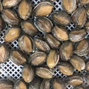 东山大鲍鱼成品鲍鱼冻鲍鱼适合酒店鲍鱼