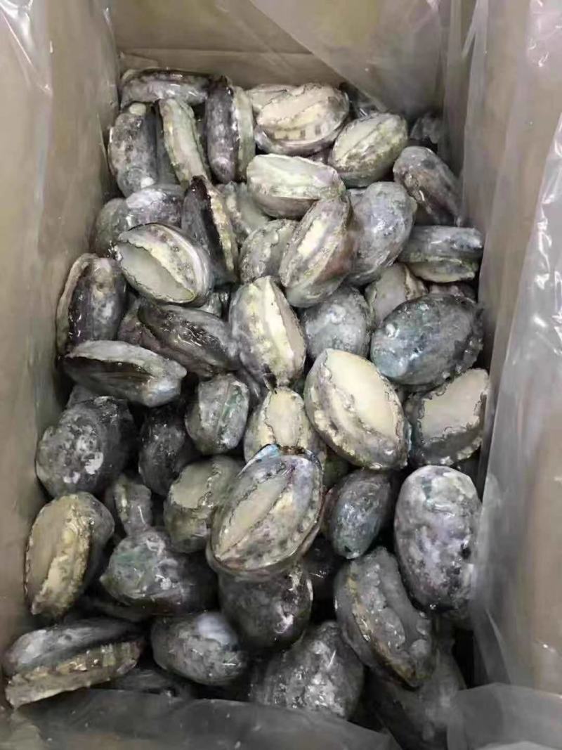 东山大鲍鱼成品鲍鱼冻鲍鱼适合酒店鲍鱼
