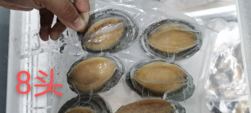 东山大鲍鱼成品鲍鱼冻鲍鱼适合酒店鲍鱼