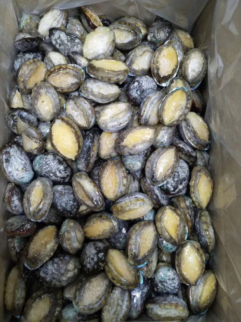 东山大鲍鱼成品鲍鱼冻鲍鱼适合酒店鲍鱼