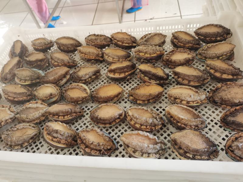 东山大鲍鱼成品鲍鱼冻鲍鱼适合酒店鲍鱼