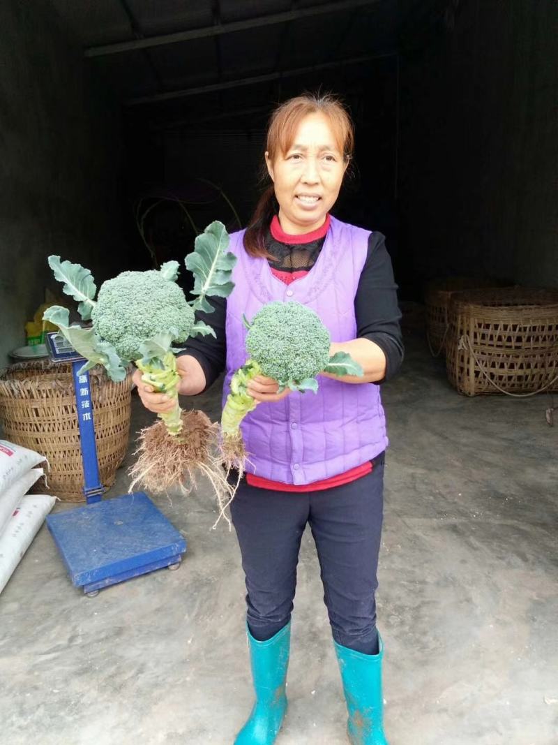 强绿西兰花，无空茎，花球坚实，花很细小，颜色绿，抗病性强