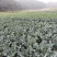 强绿西兰花，无空茎，花球坚实，花很细小，颜色绿，抗病性强