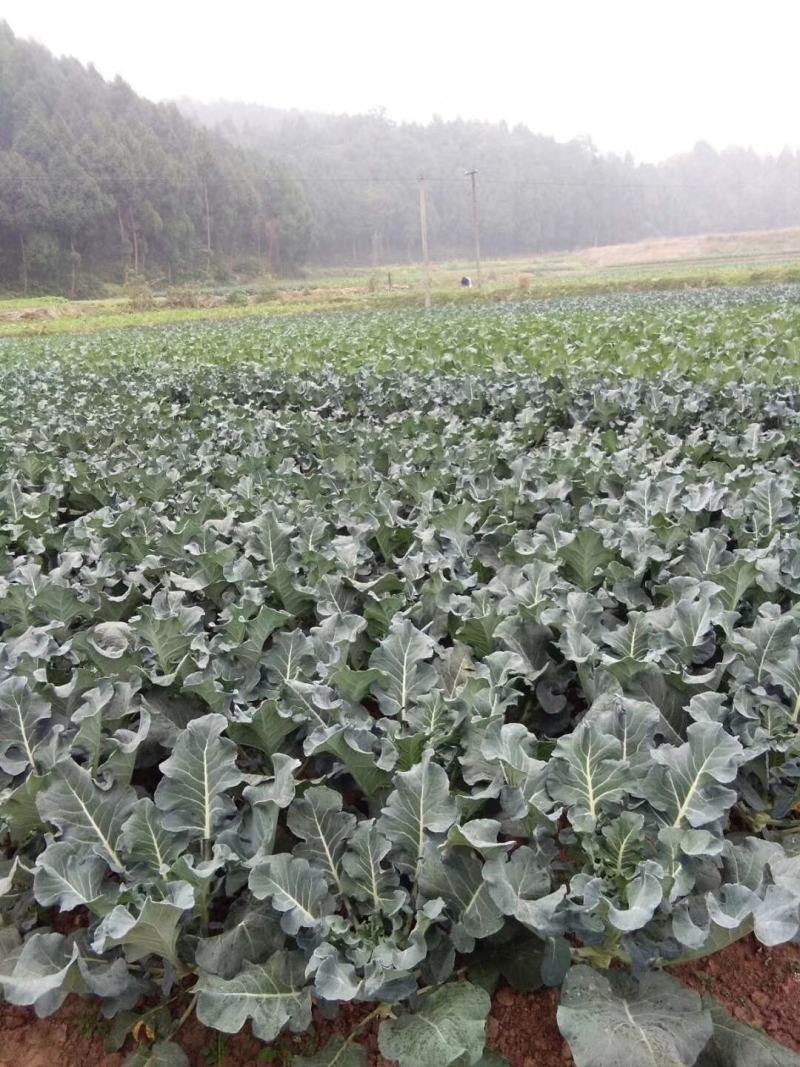 强绿西兰花，无空茎，花球坚实，花很细小，颜色绿，抗病性强
