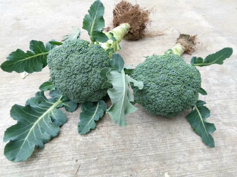 强绿西兰花，无空茎，花球坚实，花很细小，颜色绿，抗病性强