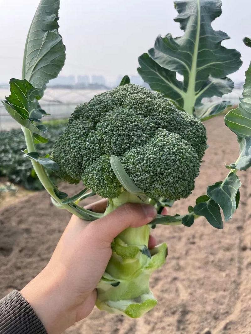 强绿西兰花，无空茎，花球坚实，花很细小，颜色绿，抗病性强
