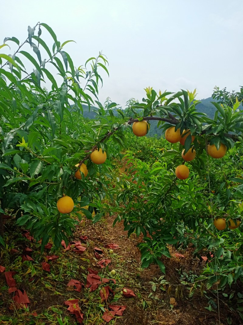 盖县大红袍李子，现已上市，视频看货，现场发货。
