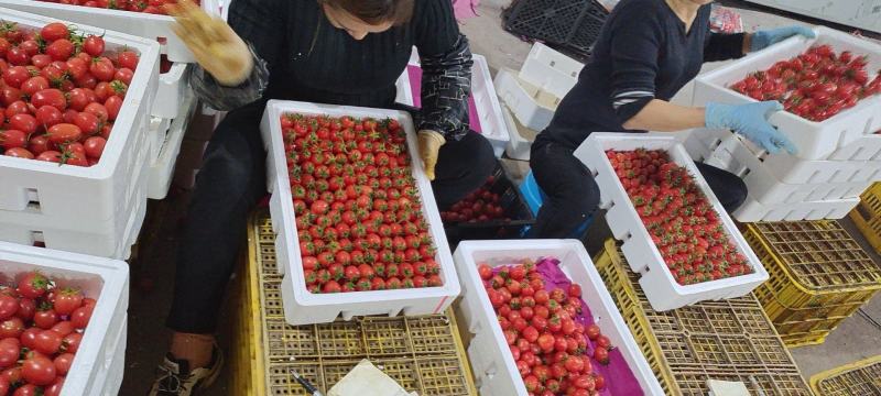 《实力》千禧圣女果15g以上基地直发货源充足一条龙服务