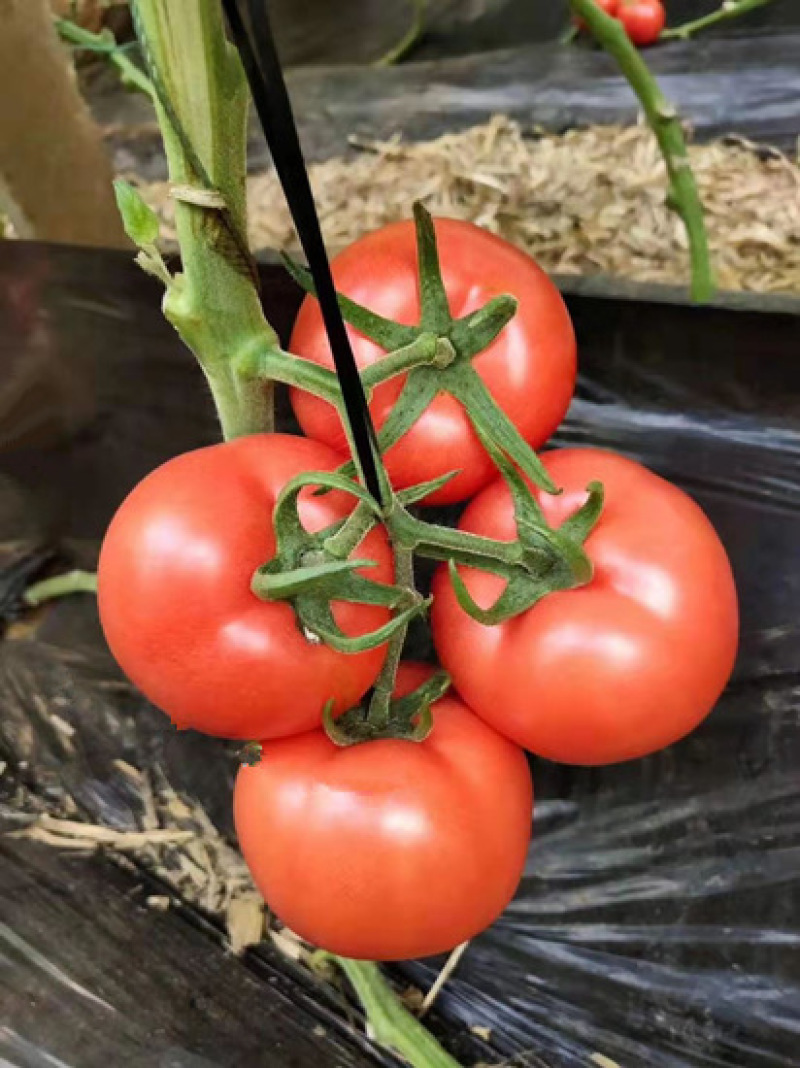 越夏番茄苗耐热西红柿苗早秋延定植亩产高大果型