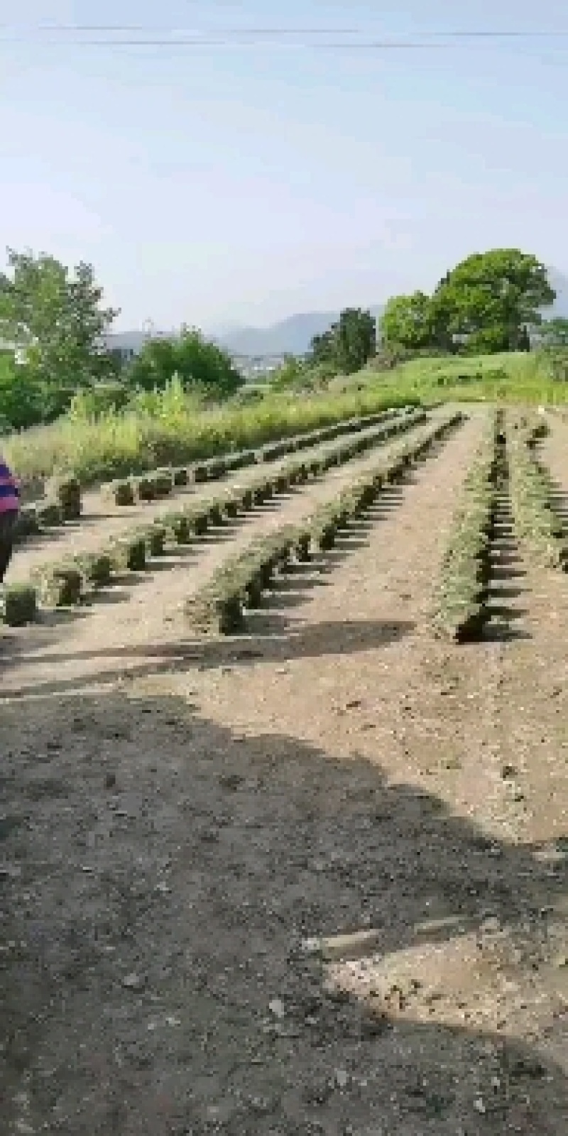 供应马尼拉草皮台湾青草坪草卷草坪百慕大兰引三号