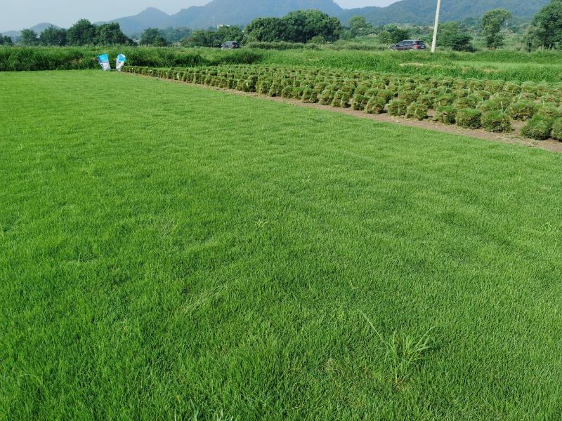 供应马尼拉草皮台湾青草坪草卷草坪百慕大兰引三号