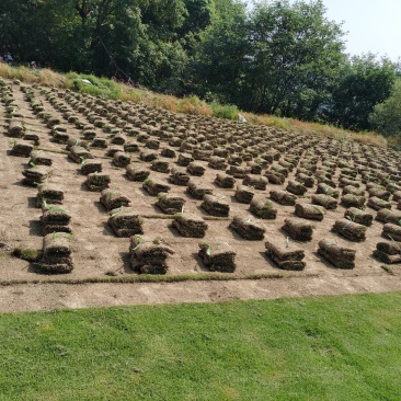 供应马尼拉草皮台湾青草坪草卷草坪百慕大兰引三号