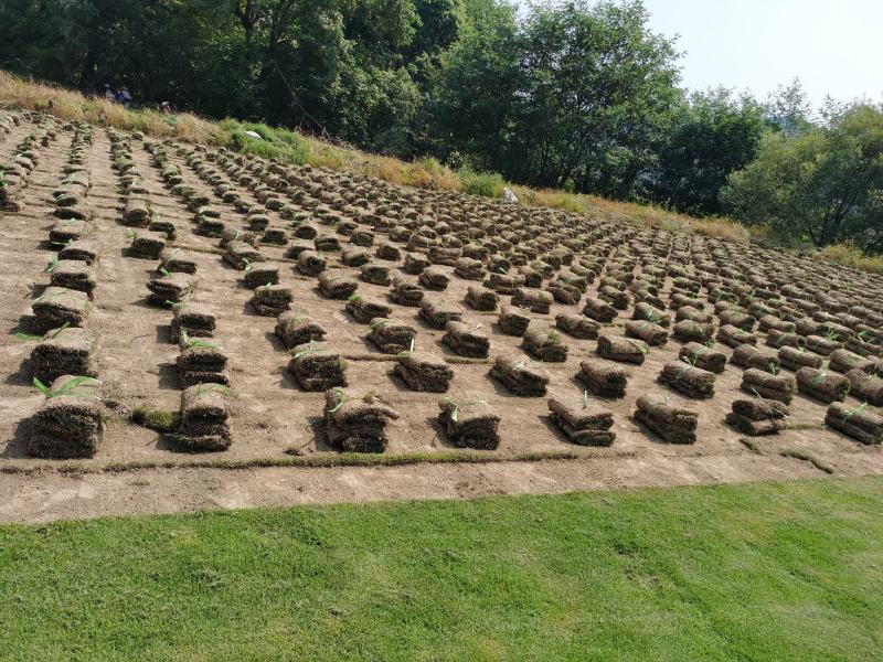 供应马尼拉草皮台湾青草坪草卷草坪百慕大兰引三号