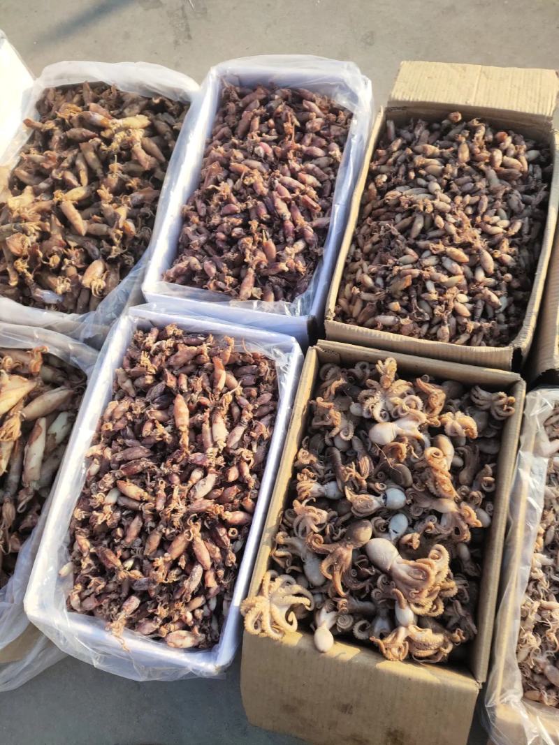 黄河口海兔墨斗（新鲜水煮货）美味佳肴（保证无沙）