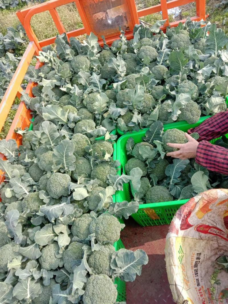 东至绿青花菜为中晚熟品种，高球形，植物强势，花蕾细腻