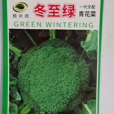东至绿青花菜为中晚熟品种，高球形，植物强势，花蕾细腻