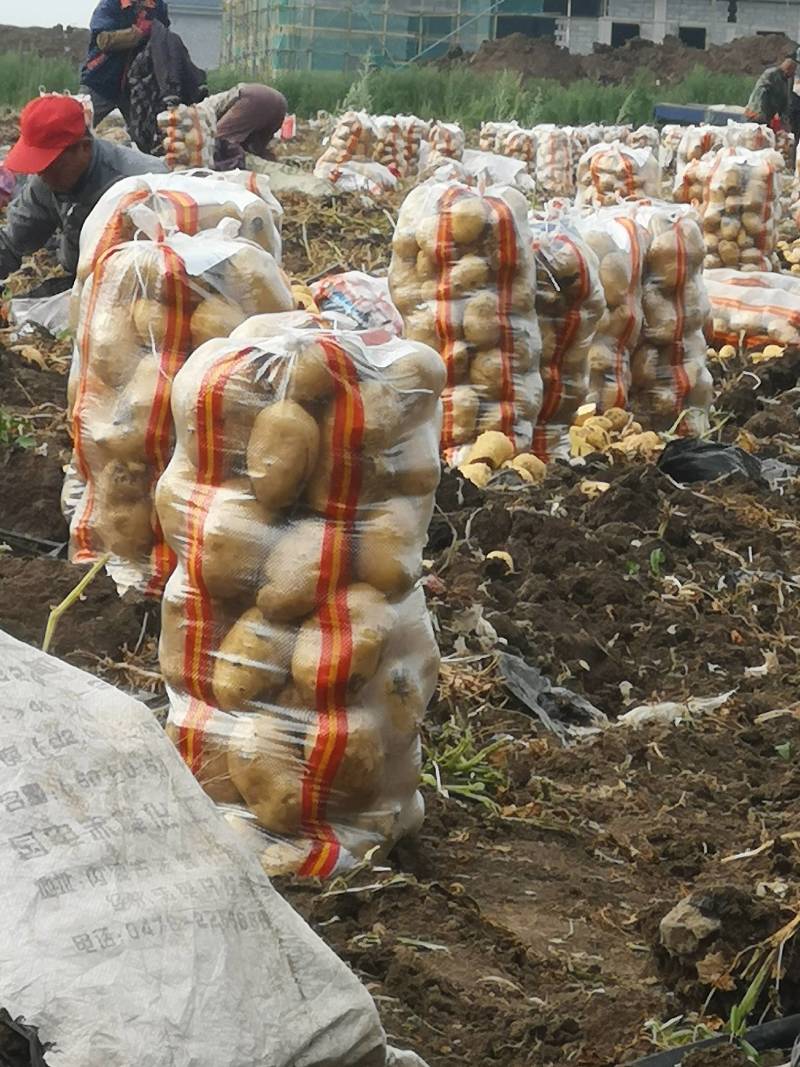 牡丹江尤金885土豆发往全国各地