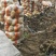 牡丹江尤金885土豆发往全国各地