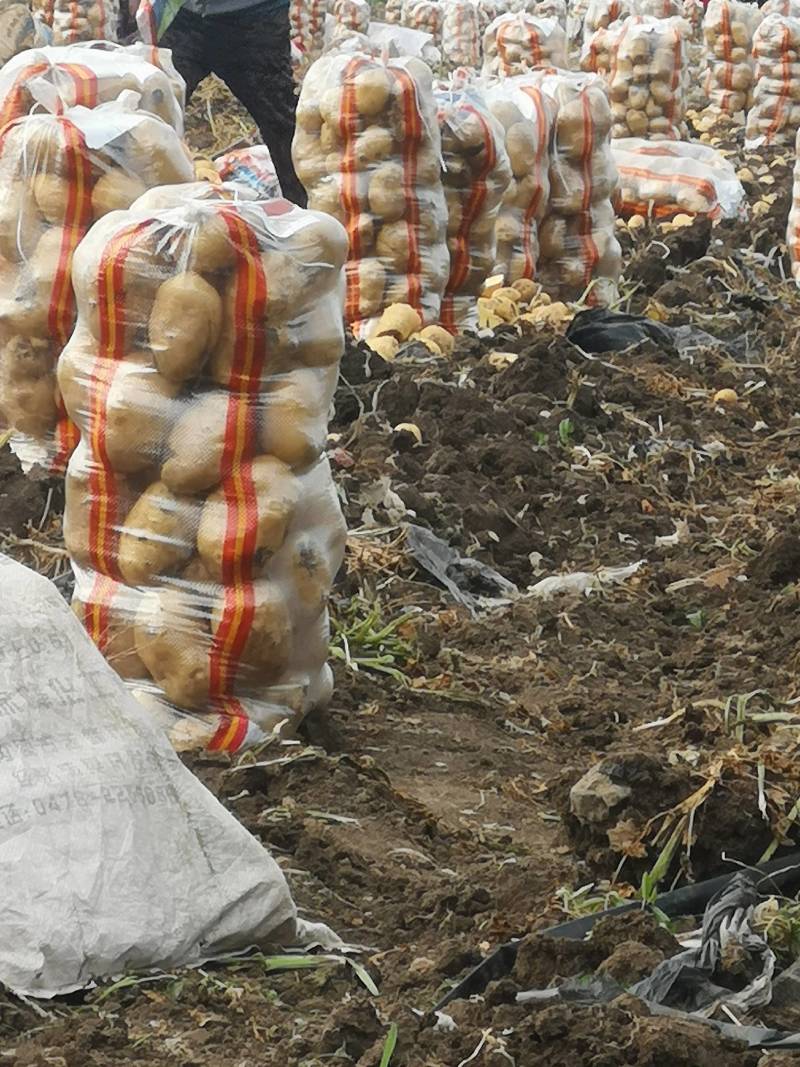 牡丹江尤金885土豆发往全国各地