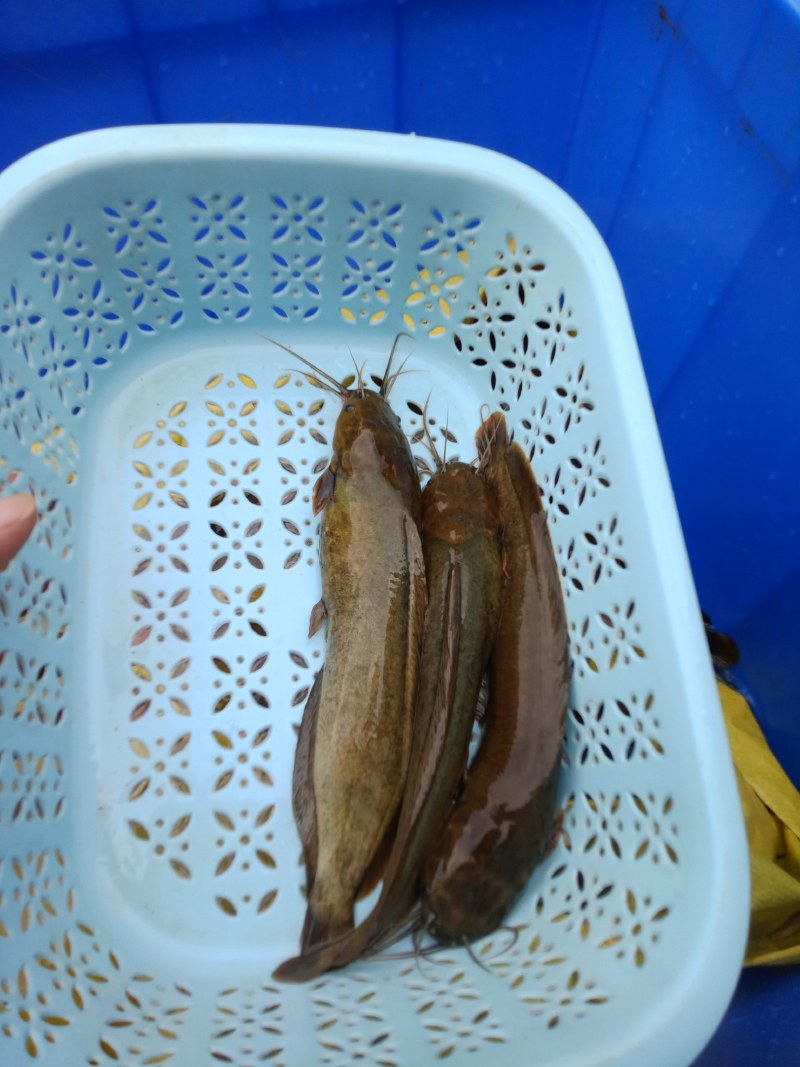 10个月以上的塘鲺鱼