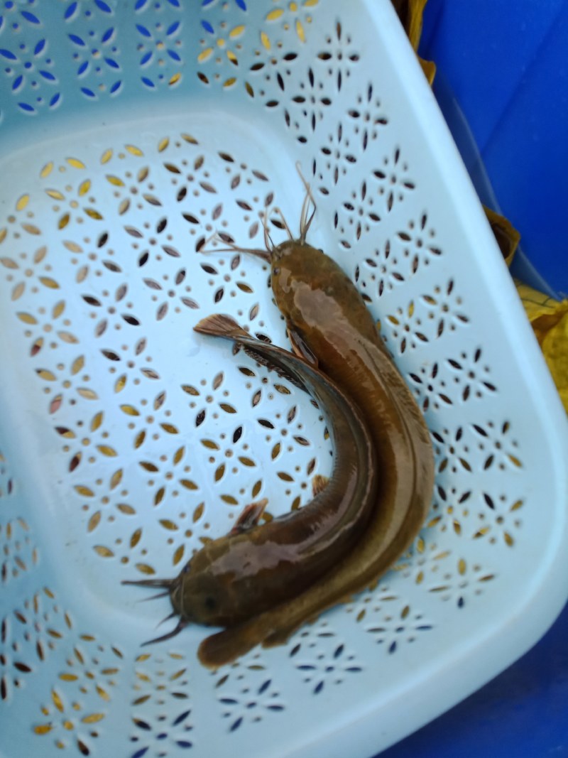 10个月以上的塘鲺鱼