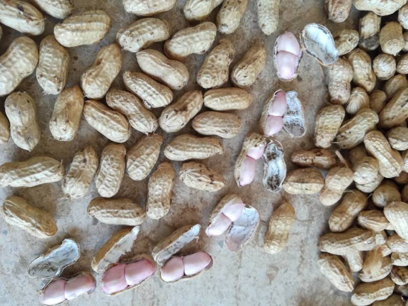 湖北襄阳鲜花生、小白沙、罗汉果、颗粒饱、热销中大量供应