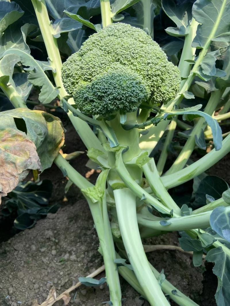 珍绿青花菜，中晚熟品种，花粒细小，颜色绿，抗病性强，