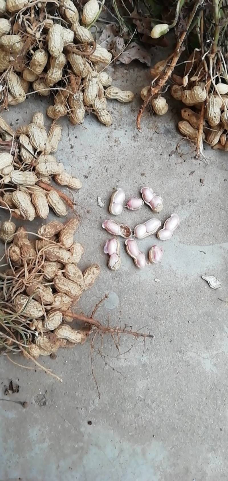 花生，白沙系列花生，鲜花生，带壳个头均匀