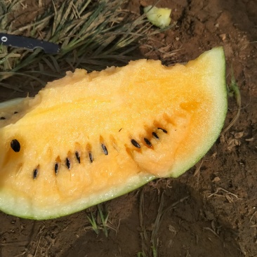 黄心瓜