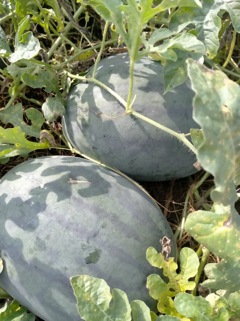 黄心瓜