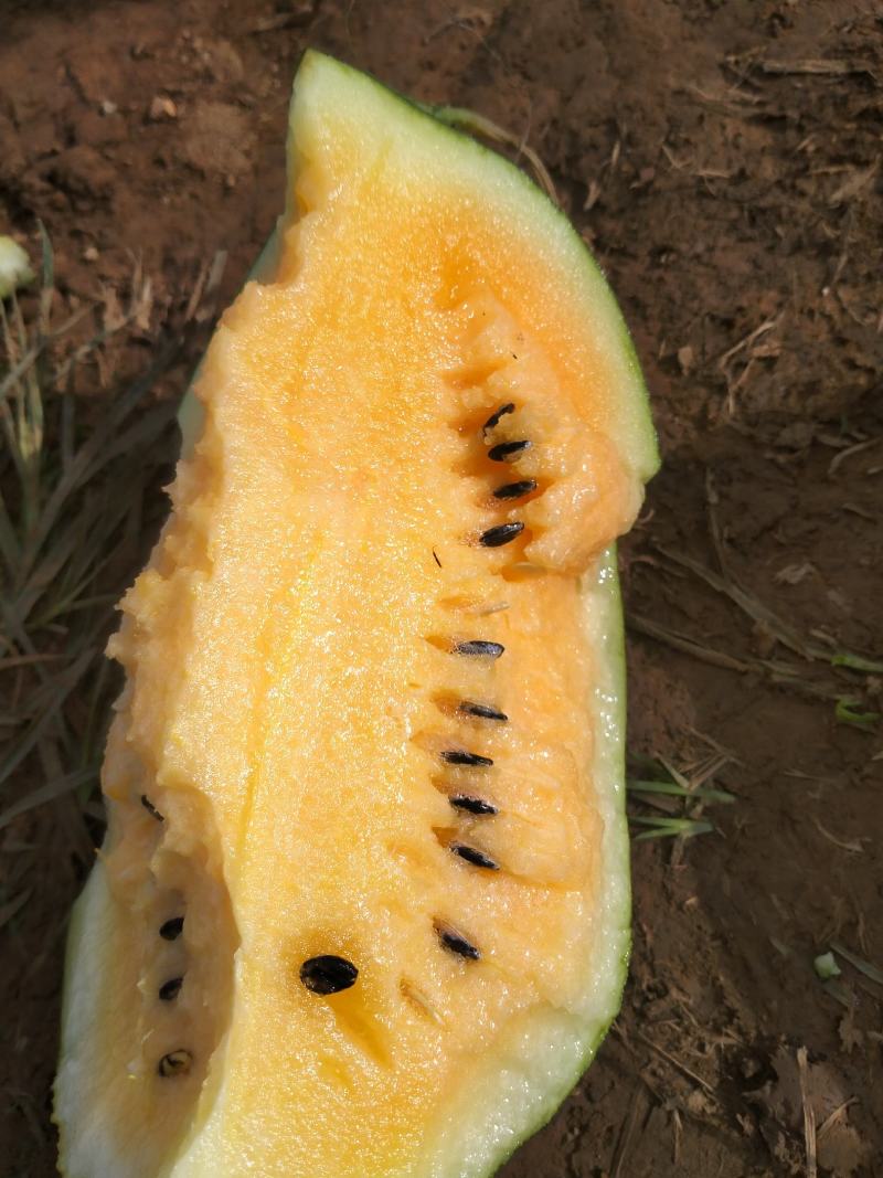 黄心瓜