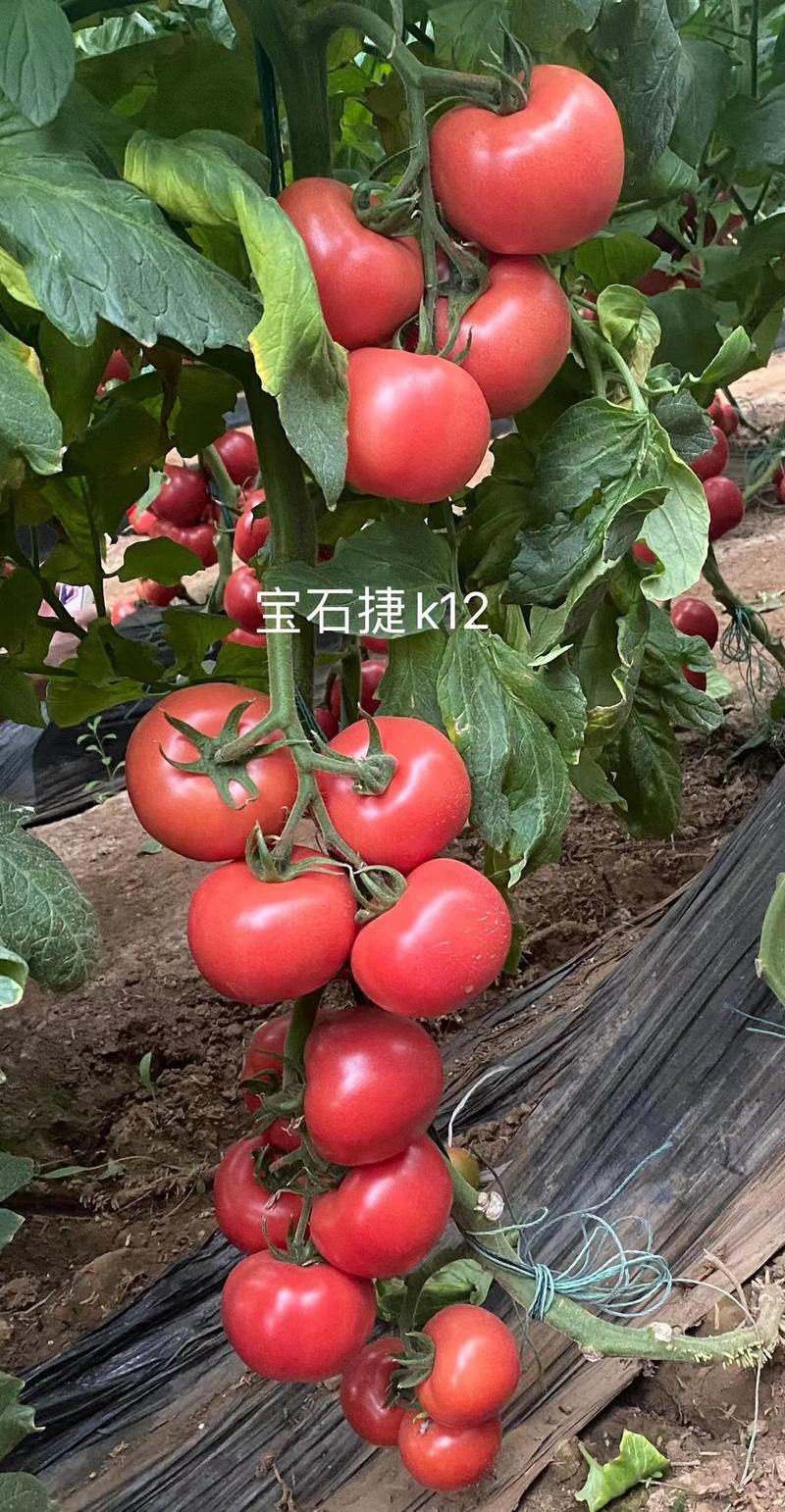 西红柿苗普罗旺斯口感番茄抗死棵抗病毒精品番茄苗