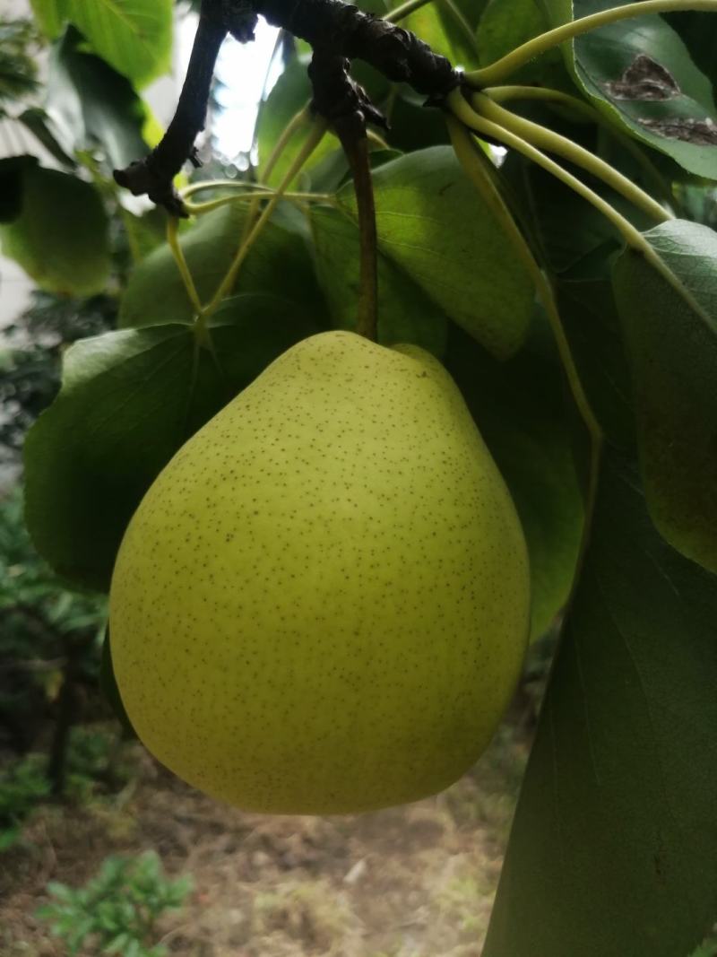 四川汉源金花梨，大量上市。