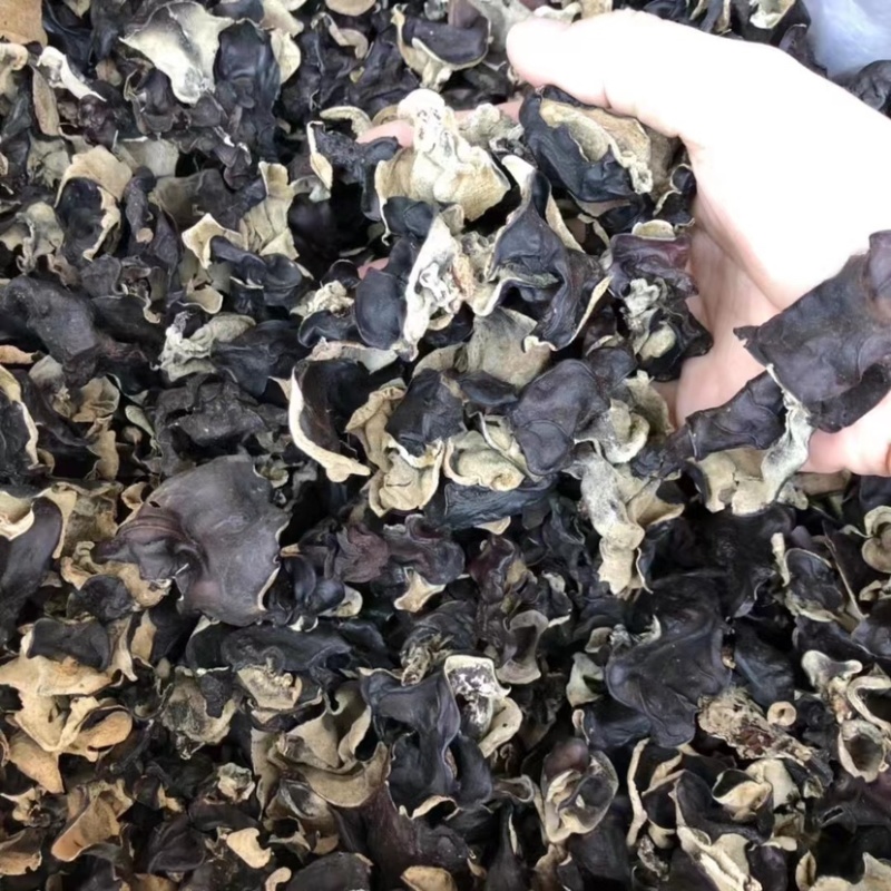地摊热卖毛木耳纯干货基地直供火锅串串食堂专供