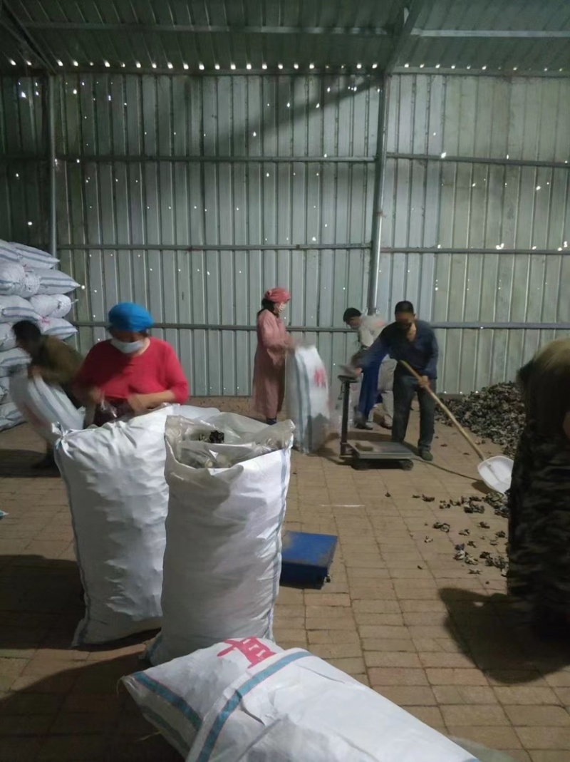地摊热卖毛木耳纯干货基地直供火锅串串食堂专供