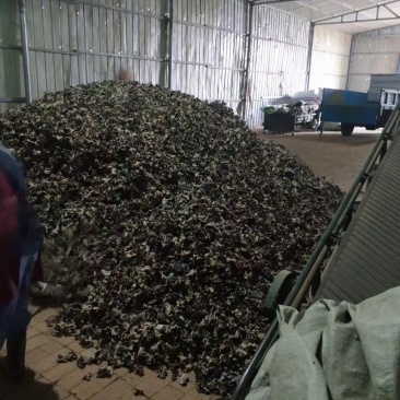 地摊热卖毛木耳纯干货基地直供火锅串串食堂专供