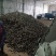 地摊热卖毛木耳纯干货基地直供火锅串串食堂专供