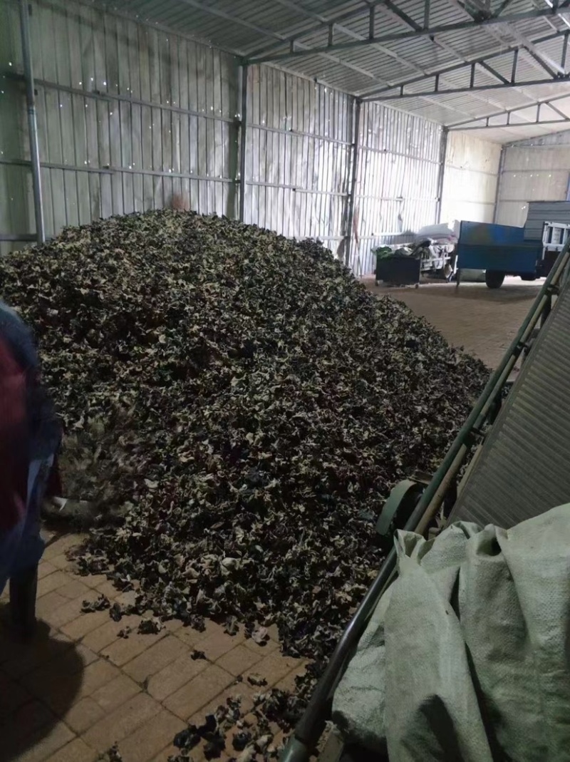 地摊热卖毛木耳纯干货基地直供火锅串串食堂专供
