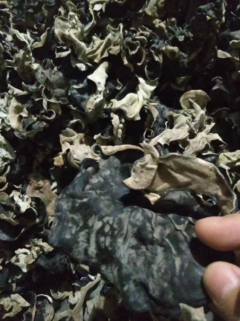 地摊热卖毛木耳纯干货基地直供火锅串串食堂专供