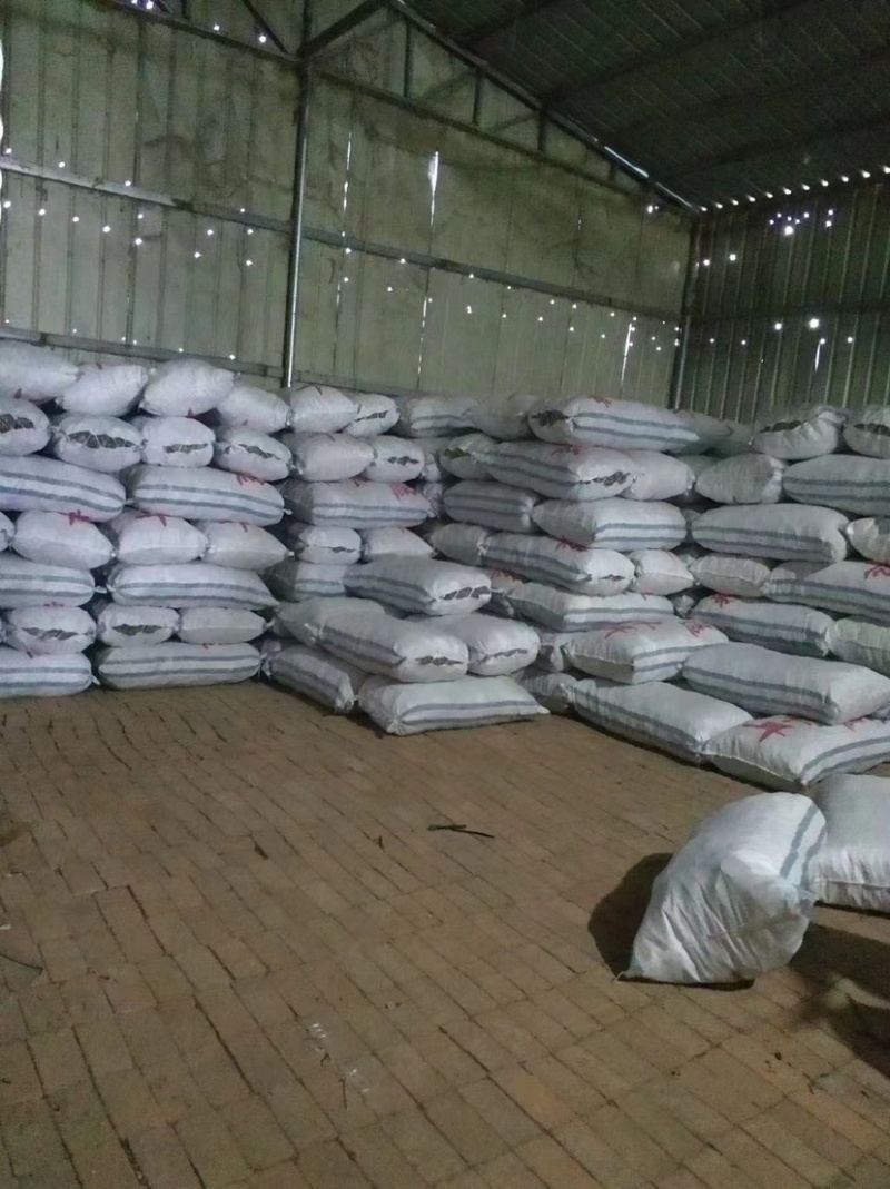 地摊热卖毛木耳纯干货基地直供火锅串串食堂专供