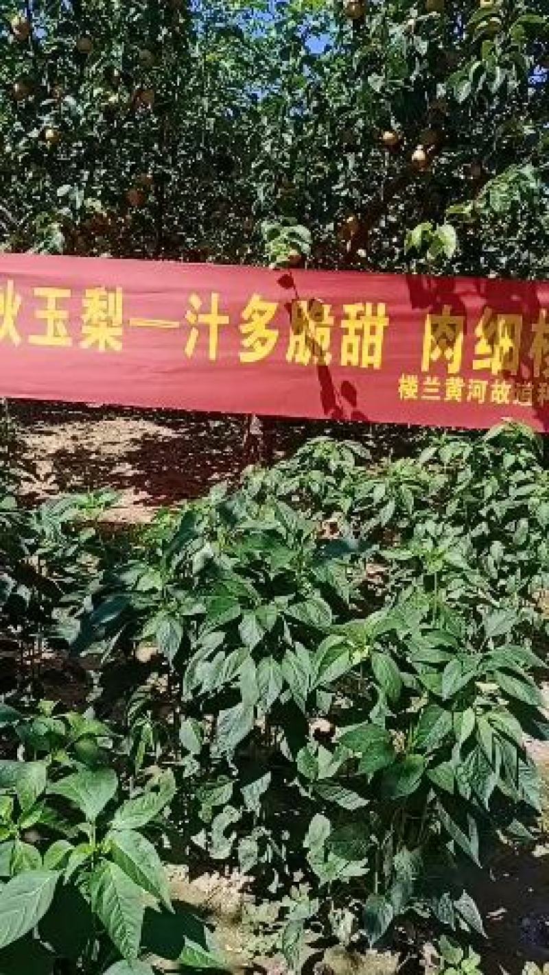 河南省宁陵县园黄梨秋月梨开始走车了