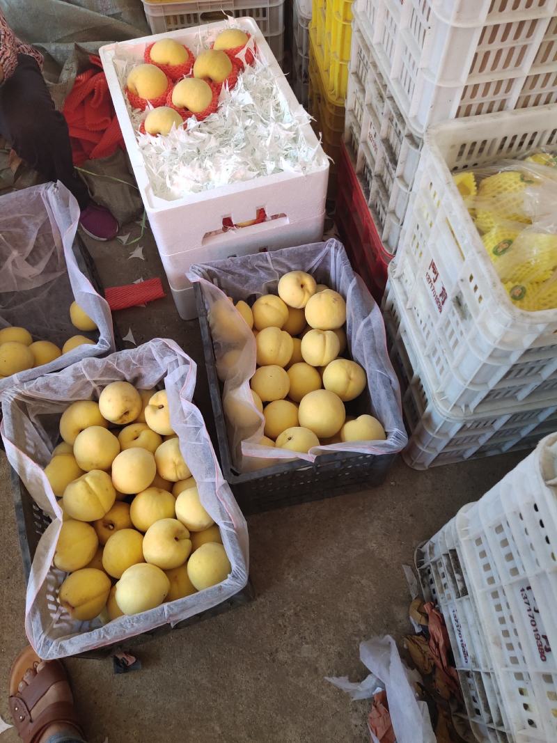 黄金密桃，产地直发，货源充足，口感脆甜多汁，支持一件代发