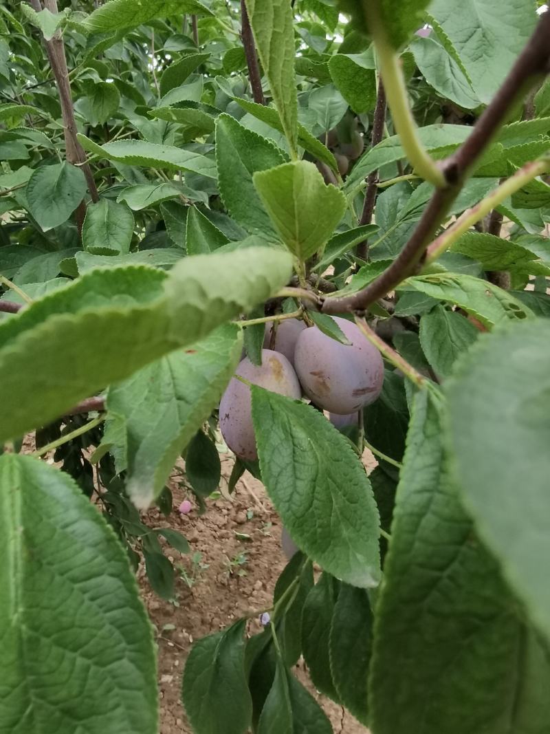 陕西精品法兰西西梅甜度高欢迎订购